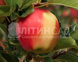 Яблуня Амброзия