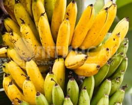 Банан Кавендіш (Dwarf Cavendish) - солодкий, невибагливий, скороплідний