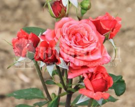 Троянда спрей - Ред Мікадо
