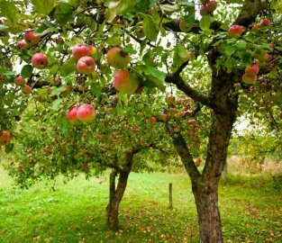 Посадка дерев: Яблуня