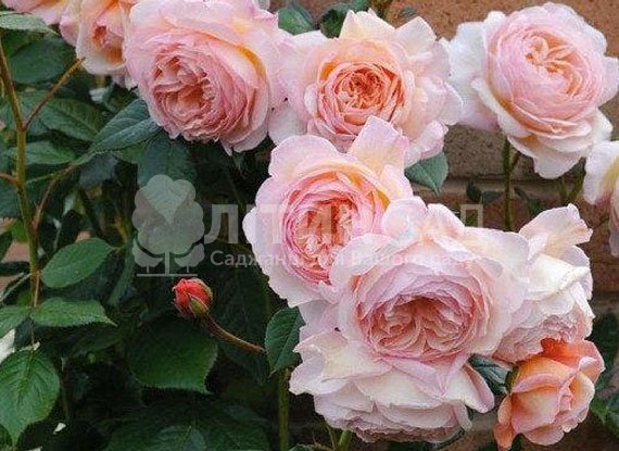 Троянда англійська - Абрахам Дербі