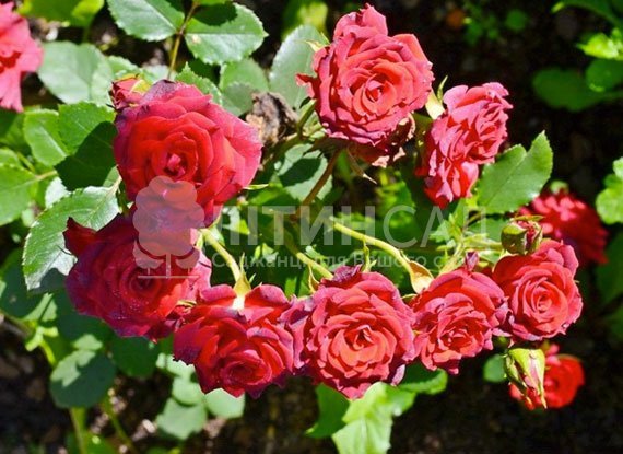 Троянда мініатюрна - Ред Макарена