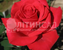 Роза Корвет