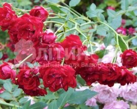 Роза плетистая-миниатюрная Ред Каскад