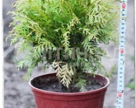 Туя западная Даника (Danica), 30-35 см