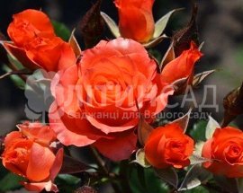 Троянда спрей - Алегрія