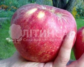 Яблоня Апорт Александра