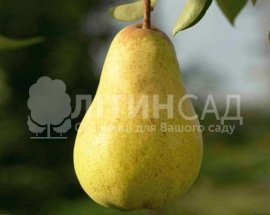 Груша Рікс