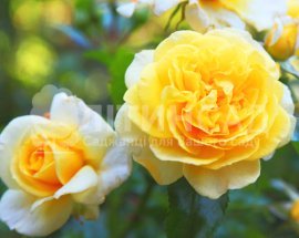 Троянда плетиста - Голден Ковер