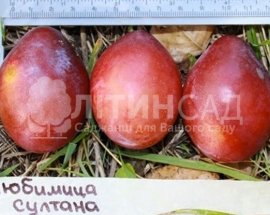Слива Любимица Султана