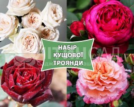 Набір кущових троянд (10шт)