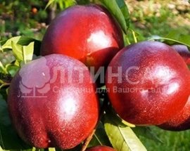 Нектарин Флейвортоп