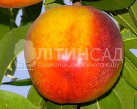 Нектарин Харблейзх