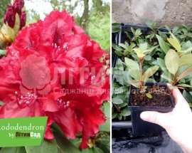 Рододендрон "Эрато" горшок 0,5л