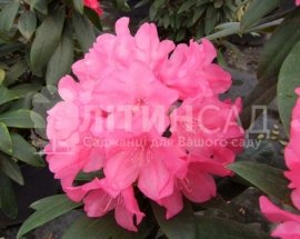 Рододендрон гібридний Królowa Bona "Королева Бона" горшок С3