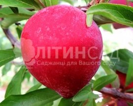 Слива Формоза