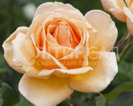 Троянда чайно-гібридна - Валенсія