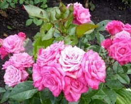 Троянда спрей - Пурпур спрей