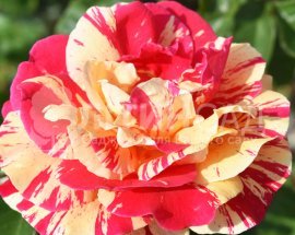 Троянда плетиста - Ваніла Фрейз