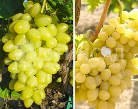 Виноград "Аркадія" (ранній, білий з жовтим) горшок 2л