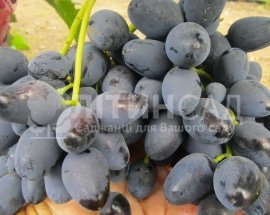 Виноград "Рада" (ранній сорт, синій)