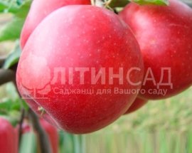 Яблуня Приам