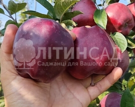 Яблуня Ред Кап