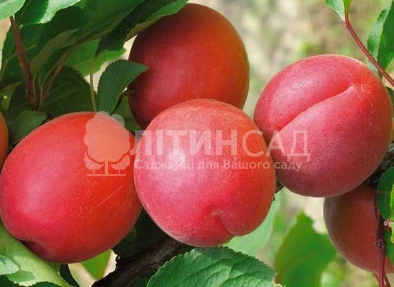 Abricot ★単品購入お値下げ不可様　確認用 Абрикос Приция, купить саженцы в СЦ 