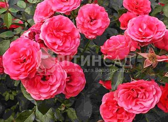 Троянда плетиста - Антік 89