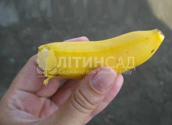 Банан карликовий Пігмей (Pigmay) - великоплідний, солодкий, неприхотивый