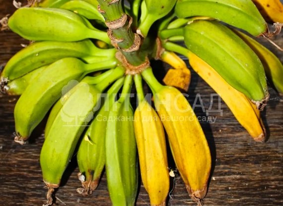 Банан Кавендіш (Dwarf Cavendish) - солодкий, невибагливий, скороплідний