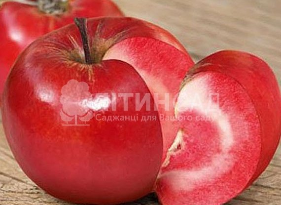 Яблуня Эра /красномяса