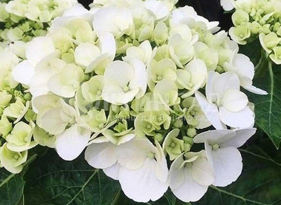 Гортензія крупнолистова "Шакіра" горшок 5л