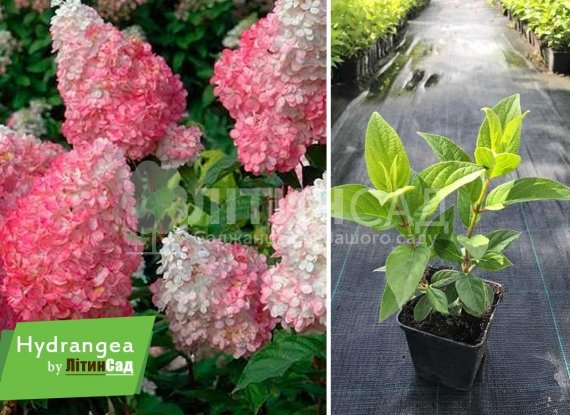 Гортензія метельчата "Ванила Фрейз" горшок 0,5л