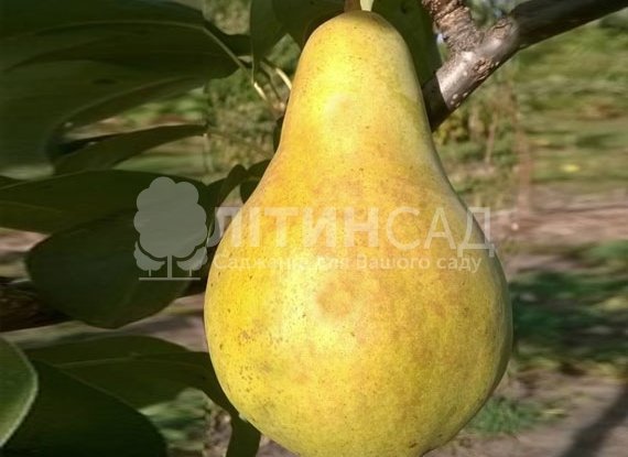 Груша Конкорд