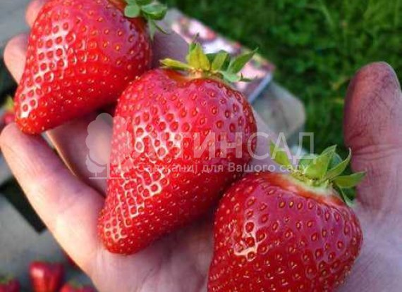 Полуниця Брілла