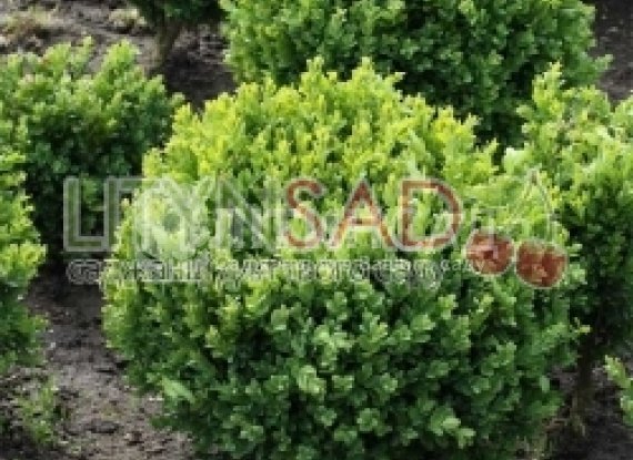 Самшит вічнозелений "Buxus sempervirens" (25-30см)