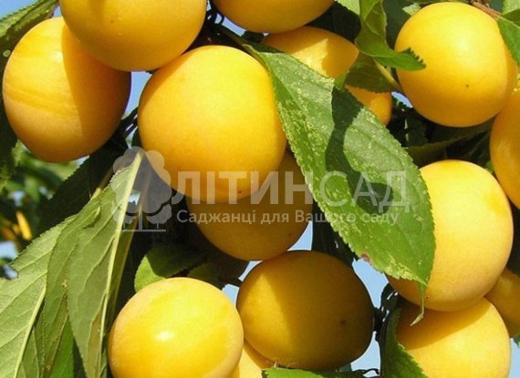 Слива Ренклод де Бове