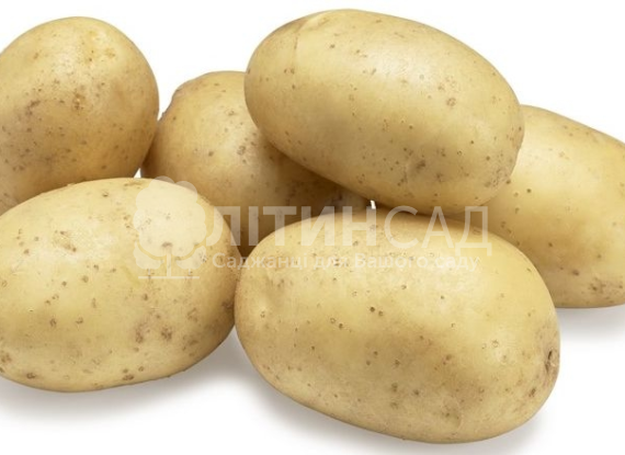 Картопля Тайфун