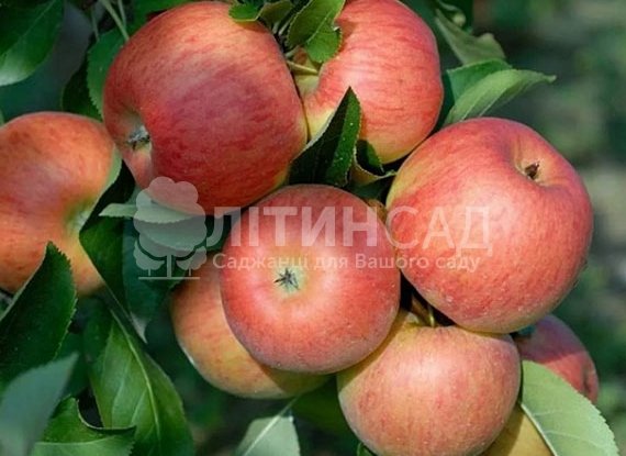 Яблуня Топаз
