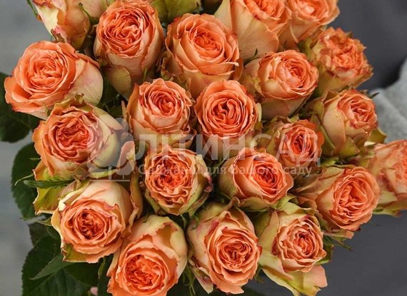 Троянда Кантри Хоум