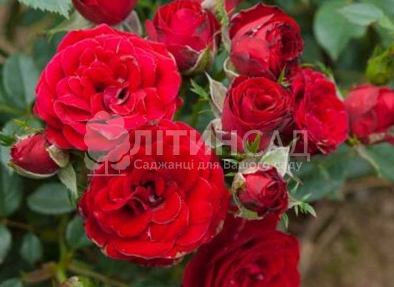 Троянда плетиста "Сантана"