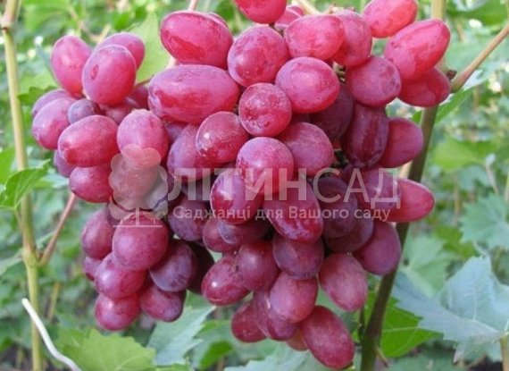 Виноград "Геліос" (дуже ранній, рожевий) горшок 2л
