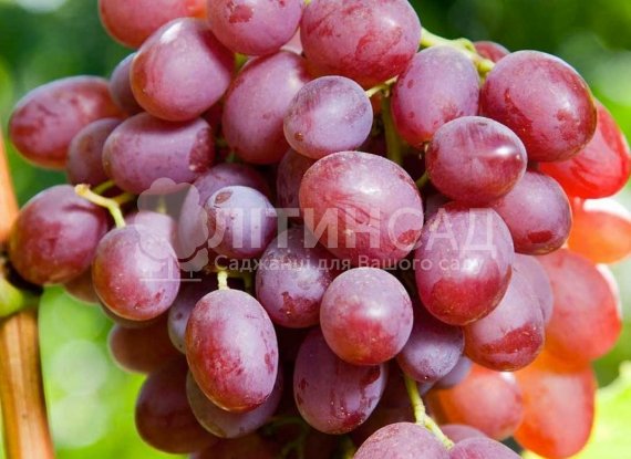Виноград "Лівія" (ультра ранній, насичено-рожевий) горшок 2л