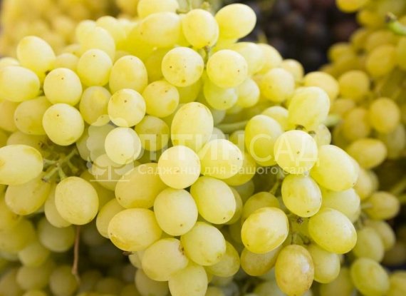 Виноград "Лора" (дуже ранній, зелено-білий) горшок 2л
