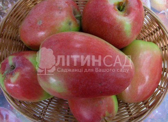 yablunia-kandil-synap