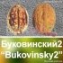 Волоський горіх "Буковинський-2" *Сіянець* (Дворічний)