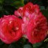 Троянда плетиста - Антік 89