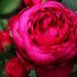 Троянда чайно-гібридна - Аскот