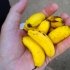 Банан карликовий Пігмей (Pigmay) - великоплідний, солодкий, неприхотивый